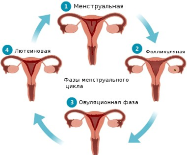 Что такое цикл у женщин. Фазы менструационного цикла. Этапы менструального цикла. Пролиферативная фаза менструационного цикла. Фазы месячных.