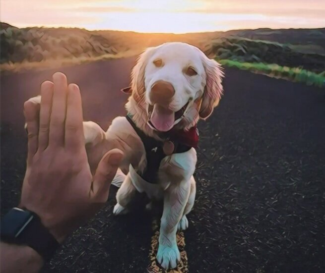 Только путь пса зависит от тех, к кому в руки он попадёт. Невелика радость сидеть всю жизнь на цепи. Яндекс картинка