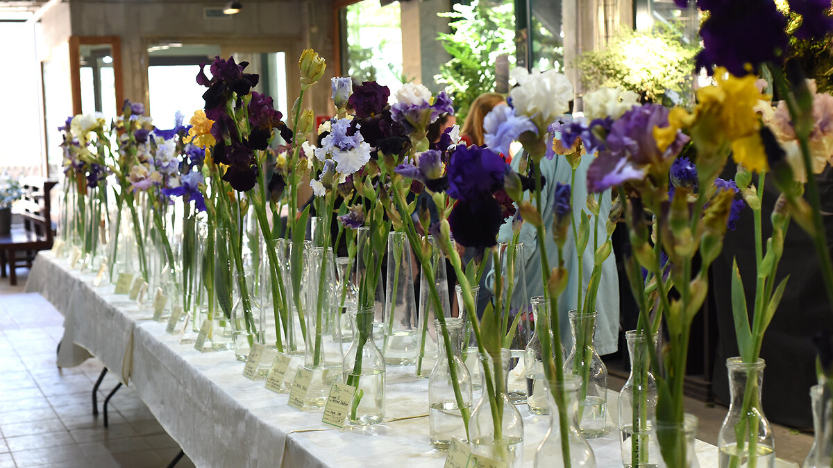 Выставка ирисов