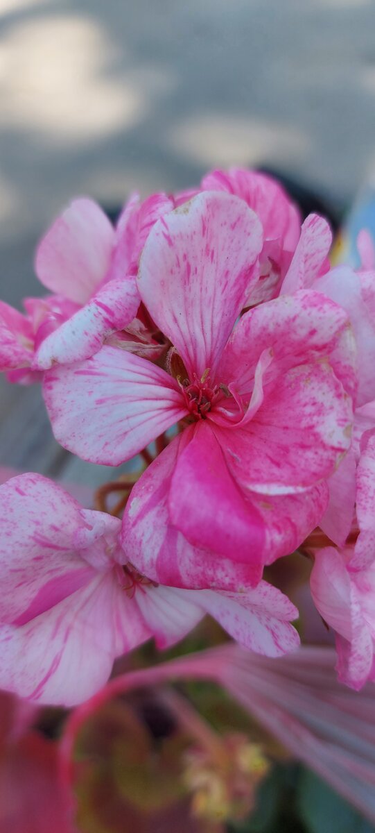 Герань цветёт. Фото из личного архива.