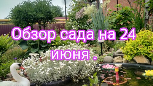 ОБЗОР МОЕГО САДА НА 24 ИЮНЯ 💐.