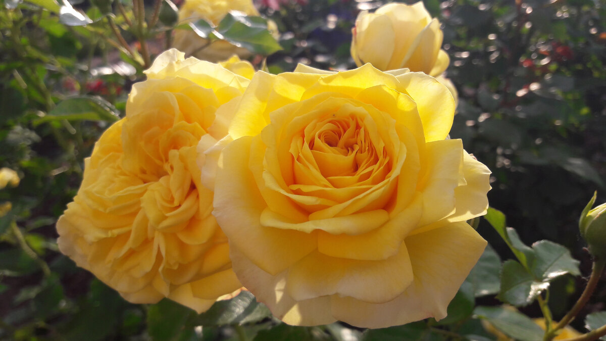 Lemon Pompom /Лимон Помпон/