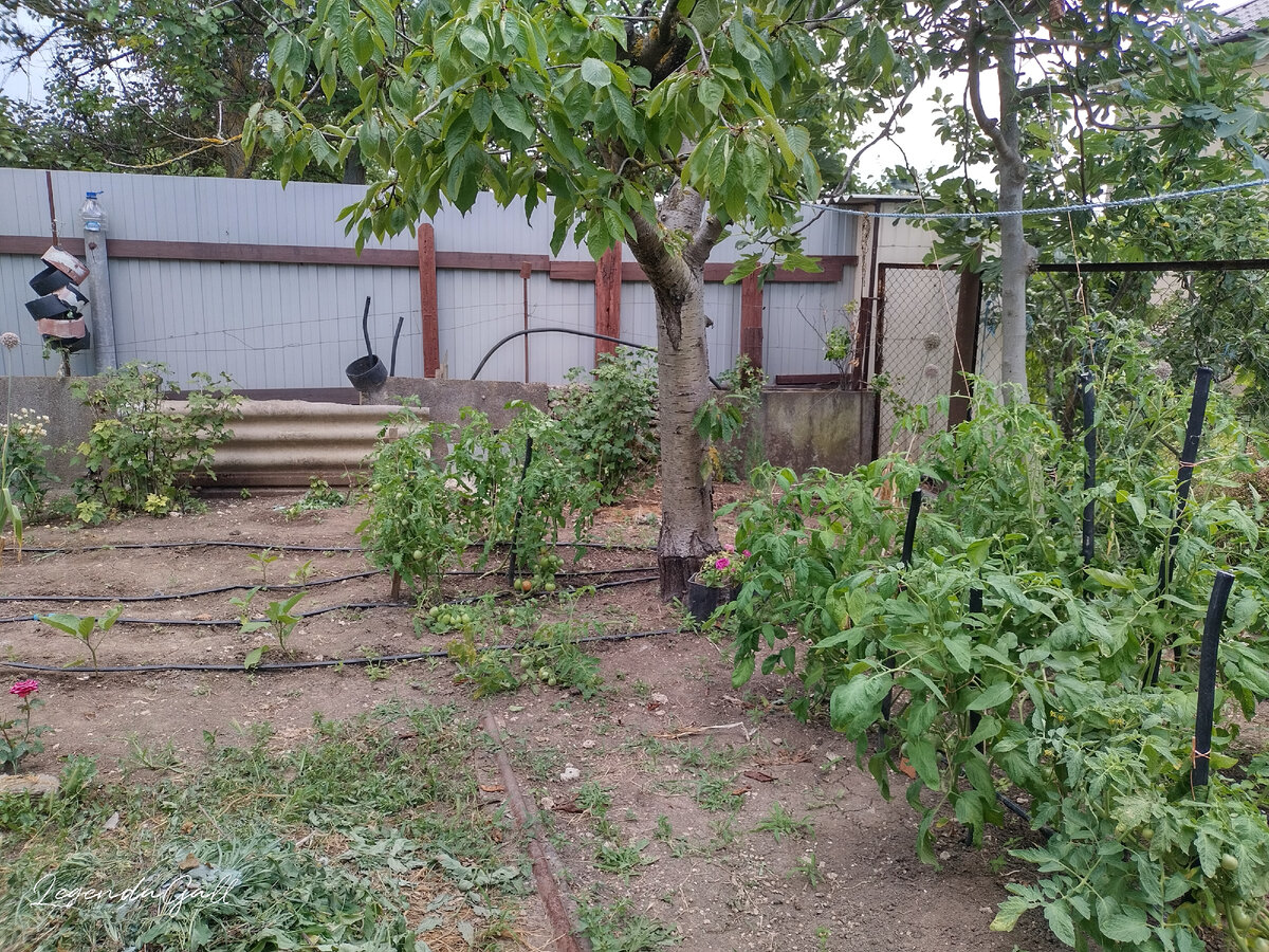 С другой стороны от дерева тоже несколько кустиков, и они уже краснеют