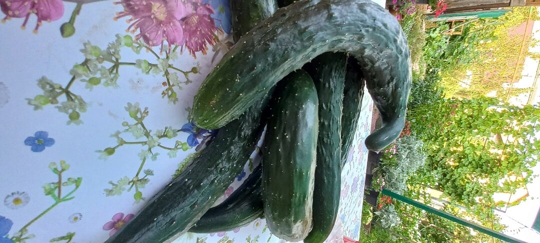 китайский жаростойкий.