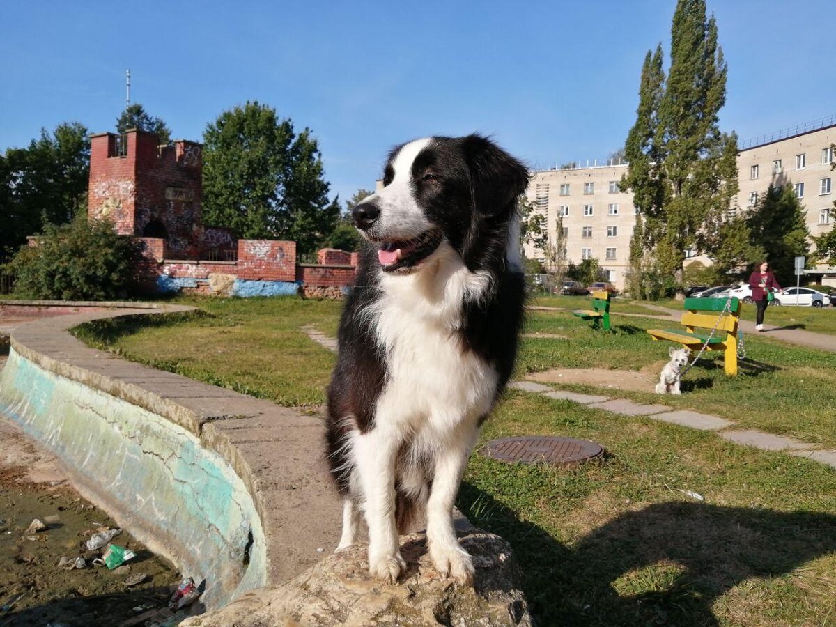 Собаки обнинск