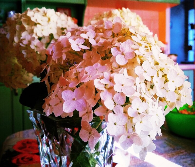 Букет садовой гортензии