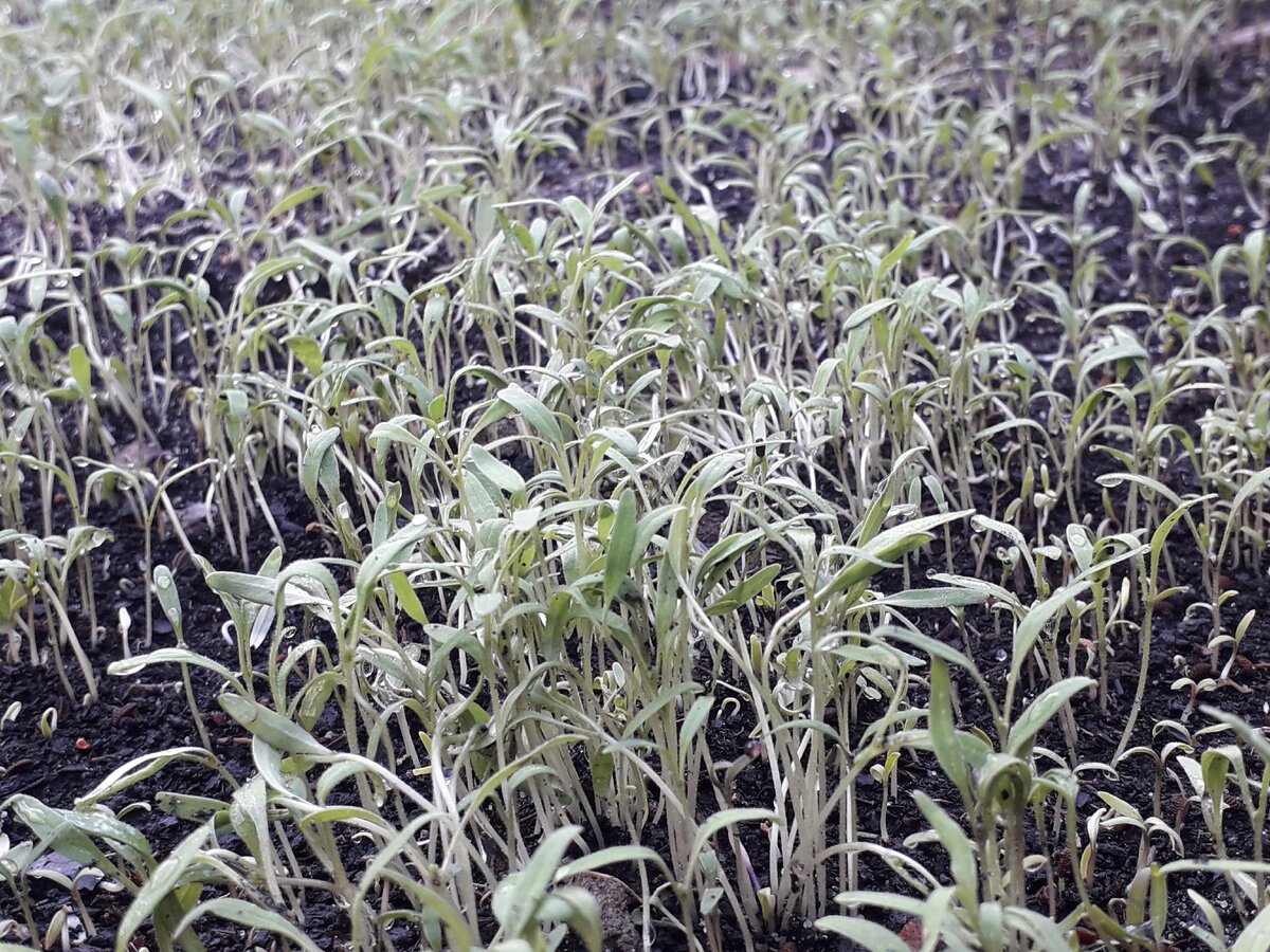 На месте ранних томатов теперь поднимается фацелия (фото из личного архива)