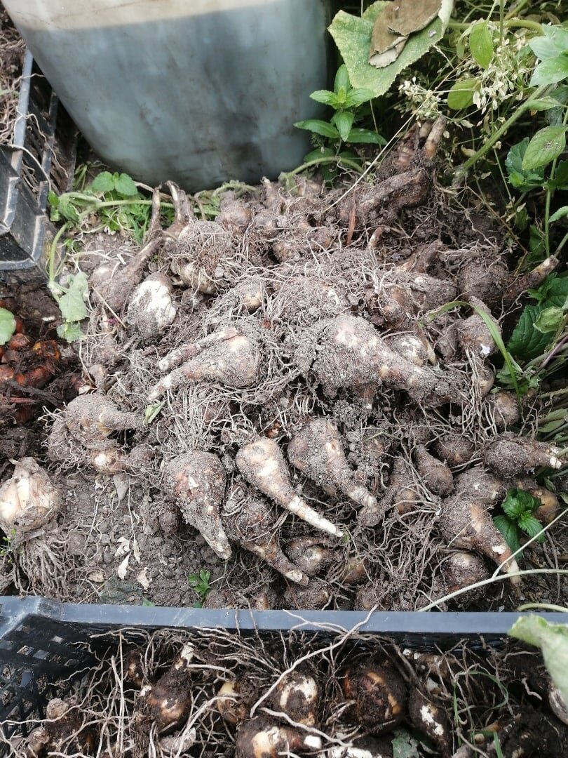 Это по виду нарциссы?