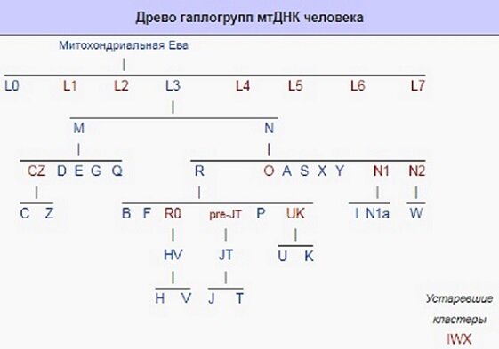 Гаплогруппы мтднк карта