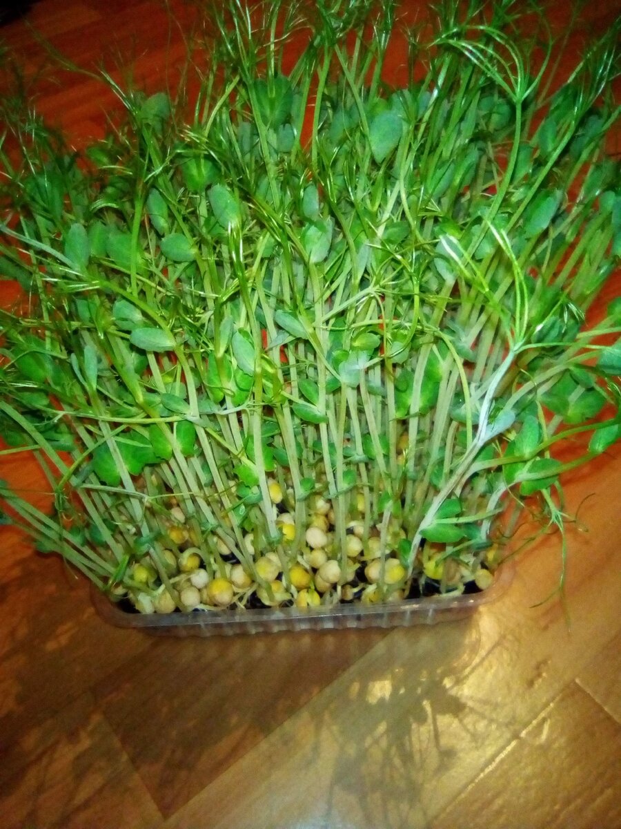 Микрозелень. 