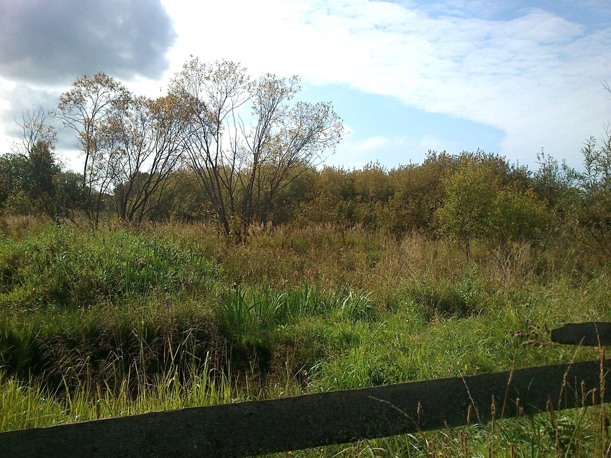 Пруд маленький, но глубокий, его облюбовали рыбы, ондатры, лягушки и пиявки