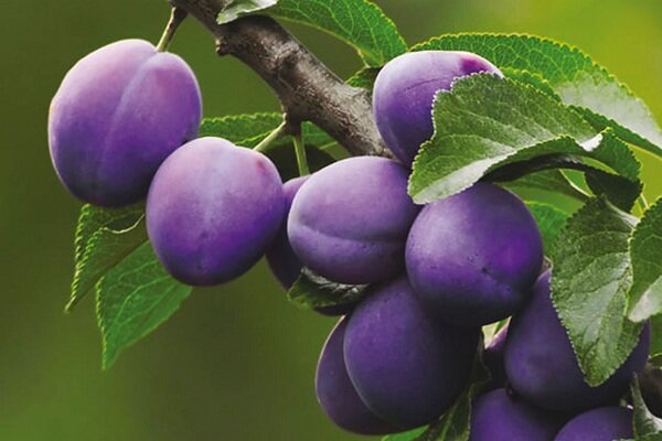 Картинка с нашего сайта MalePotency.ru