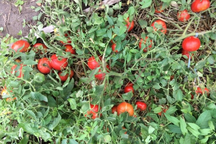 Томат монгольский карлик отзывы форум фото. Сорт помидор монгольский карлик. Томат карликовый Монгол. Сорт помидор Монгол карлик. Томат монгольский карлик Мязина.