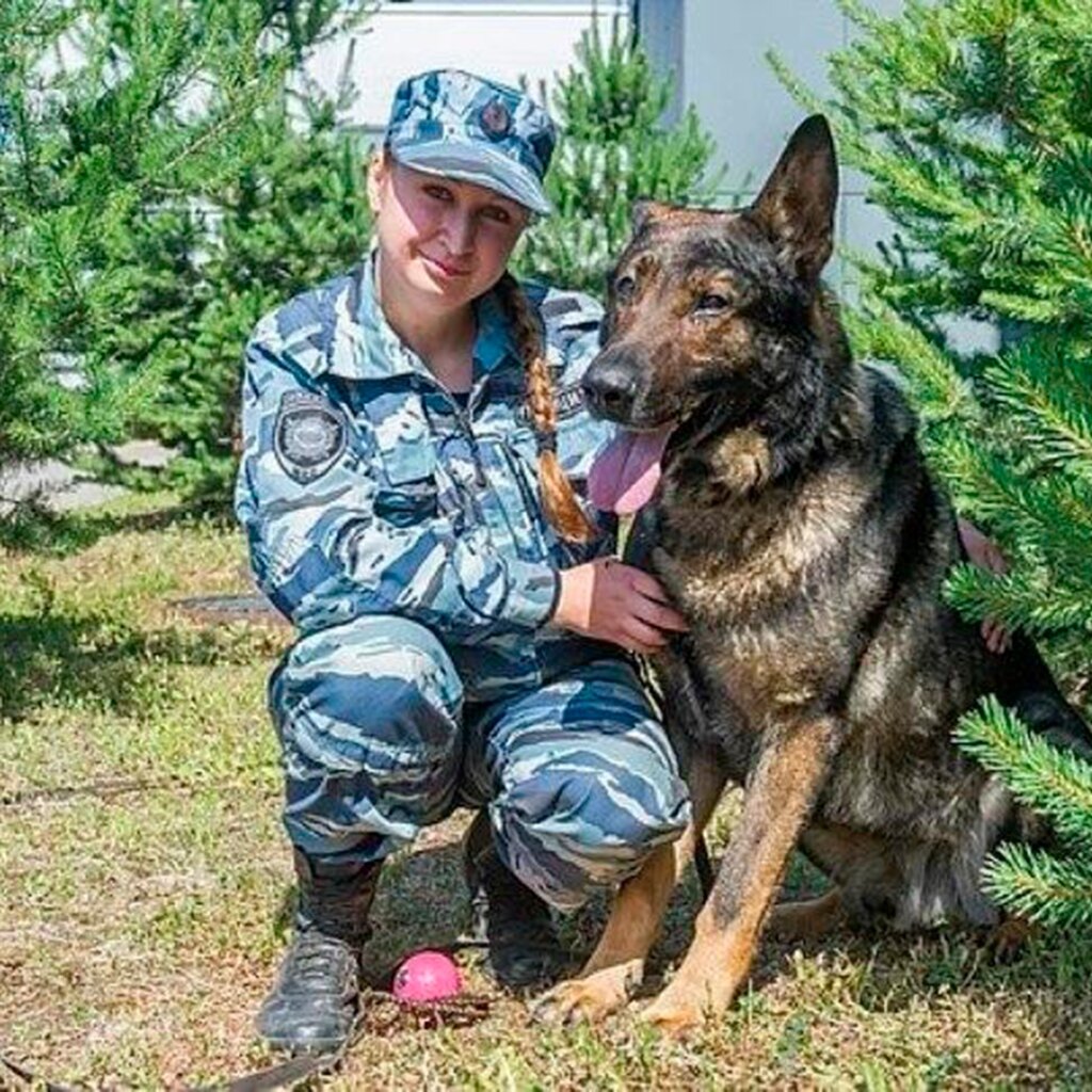 Пес волк Меркурий