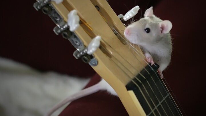 Без рогов и без копыт... что нам делать, бедным крыскам?