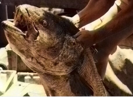 Рыба-капитан