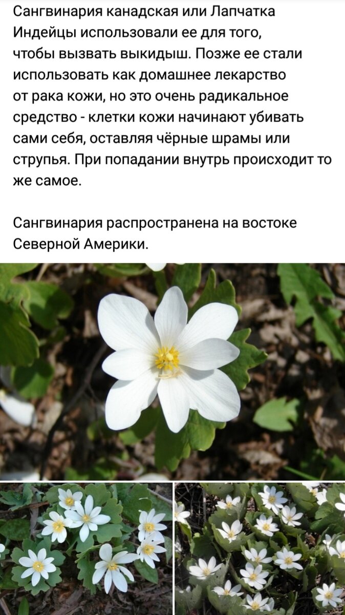Смертельно опасные цветы описание как они выглядят Ядовитые растения средней полосы России, которые нужно всячески избегать на свое