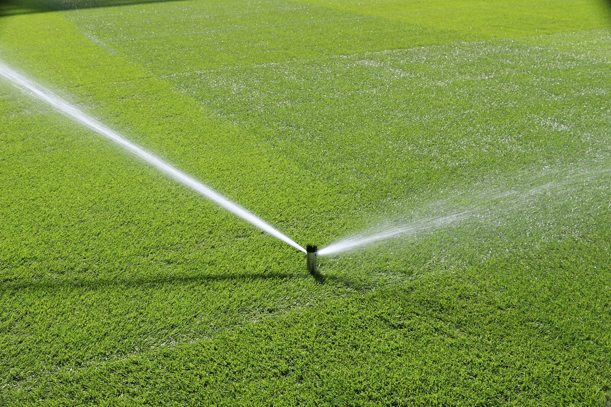 Газон поливают с учетом погодных условий