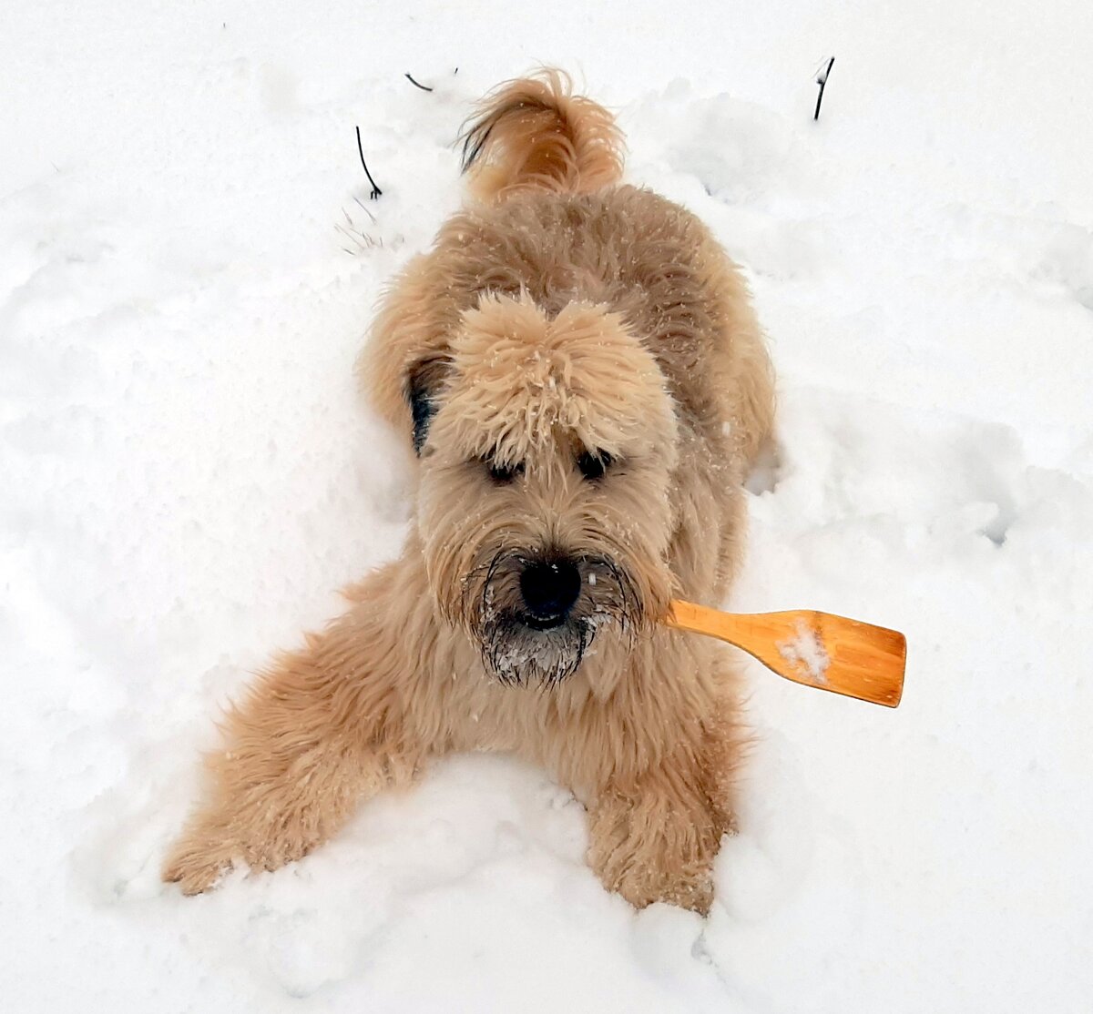 Это наш Чилька этой зимой