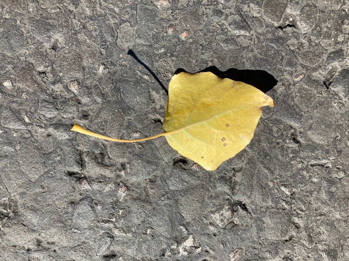 Личное. Одинокий листочек на городском асфальте.