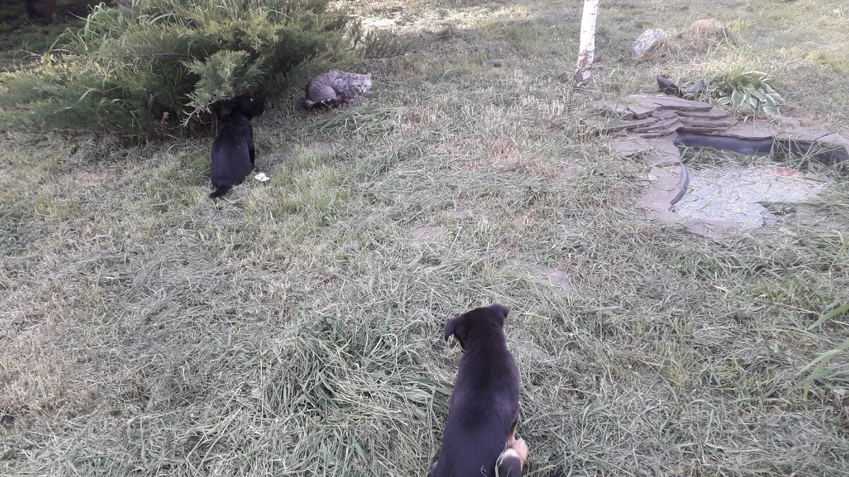 Блестка и Шарик - охота на кота 