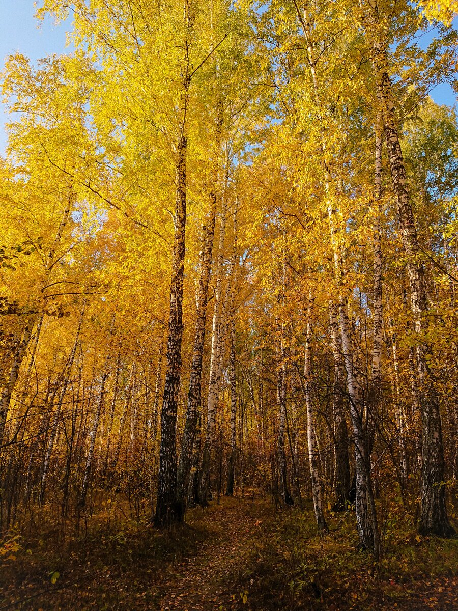 Каждый год такие завораживащие осенние виды😍