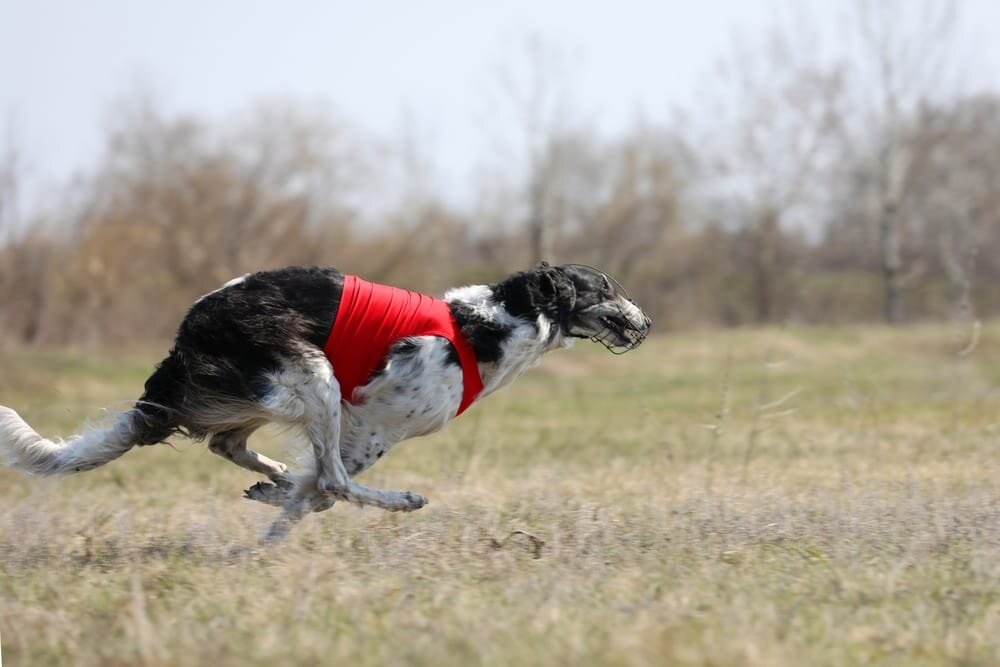 10 самых быстрых пород собак в мире | Твоя Десятка | Дзен