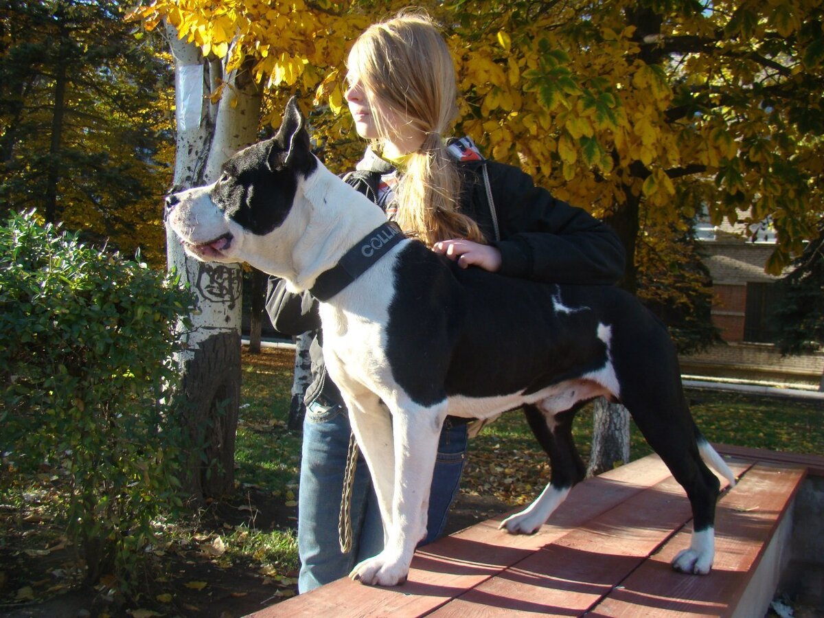 АСТ - Каспер и Даша на прогулке