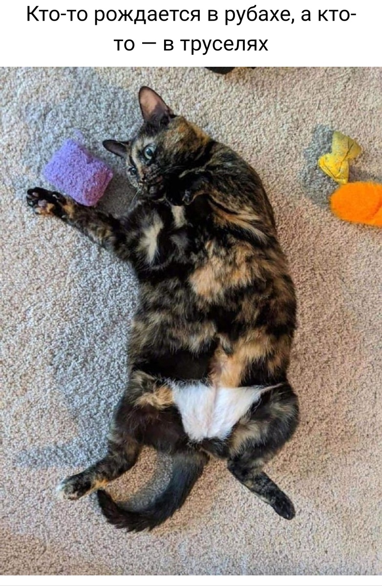 © pets_grams / Instagram