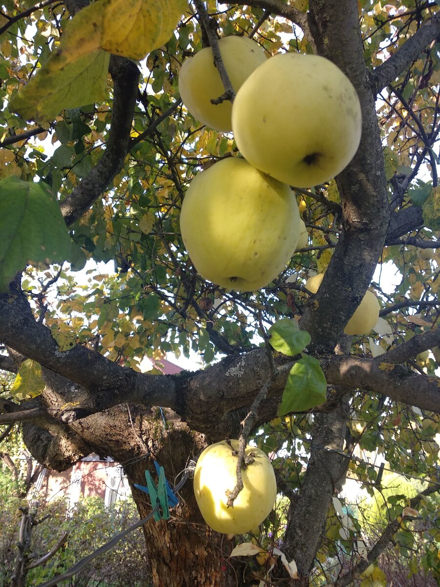 Осенние яблоки сорта Антоновка
