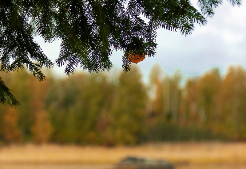 Иногда приходится пройти много километров, чтобы собрать нужные травы