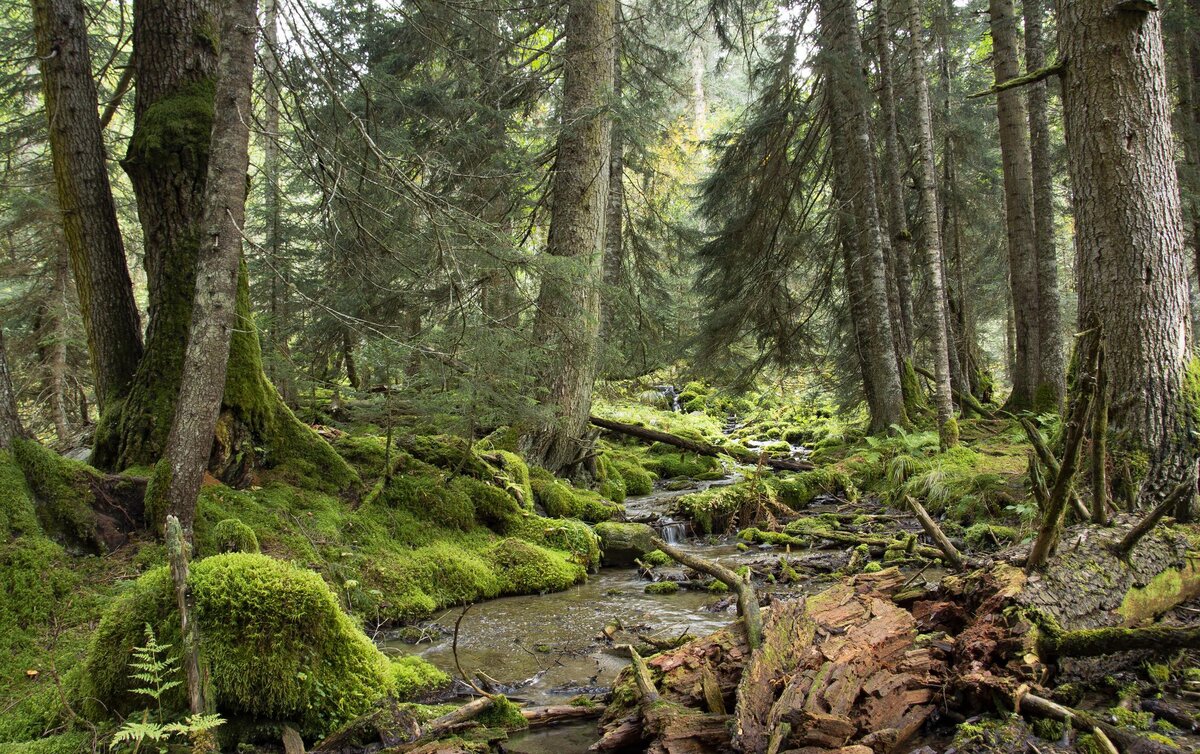 славянская бескрайняя тайга от Чехии до Белого Моря манила и пугала славян