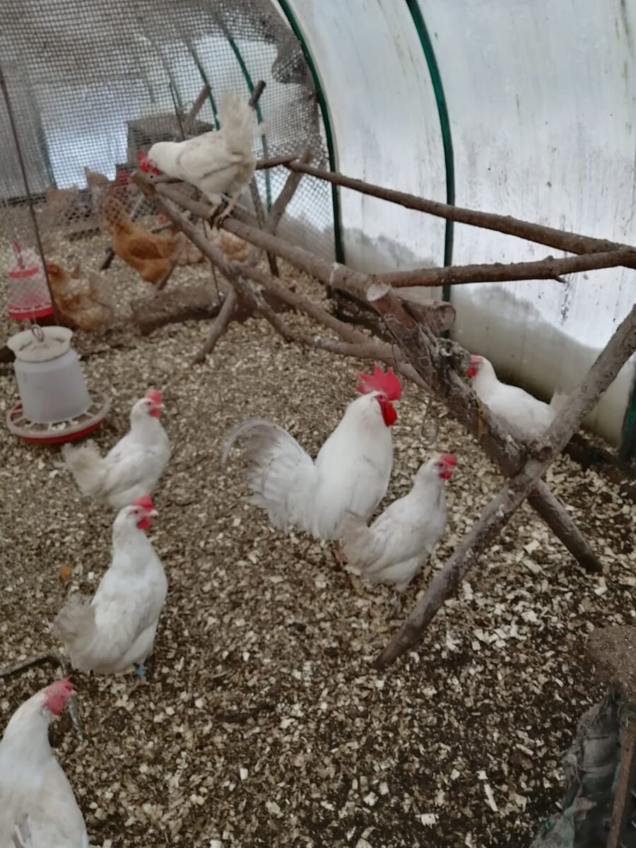 Вот они, красавицы! 