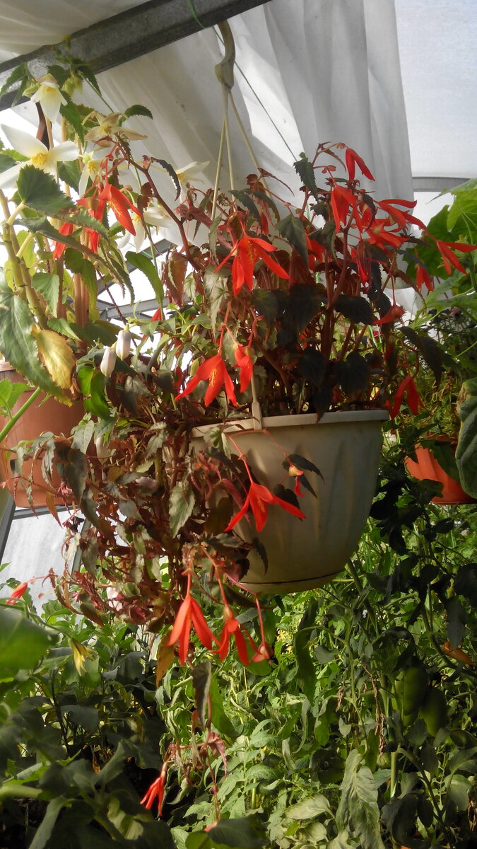 Бегония боливийская 