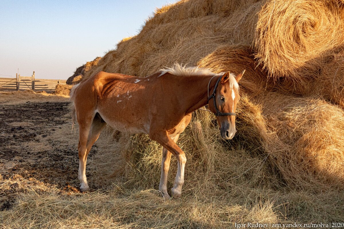 У Эрдни одна-единственная лошадь, и та бóльшую часть времени стоит в стойле