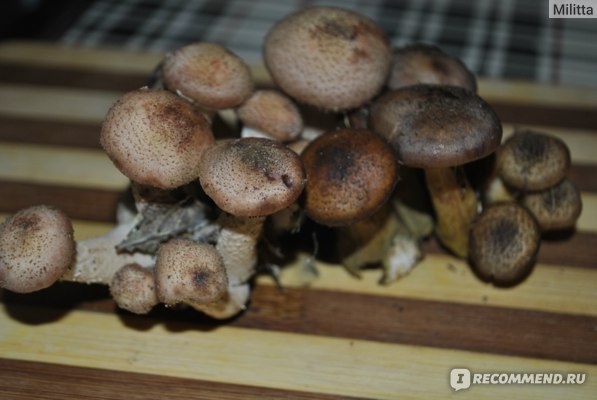 фотографии взяты с Айрекомменд из моего личного профиля