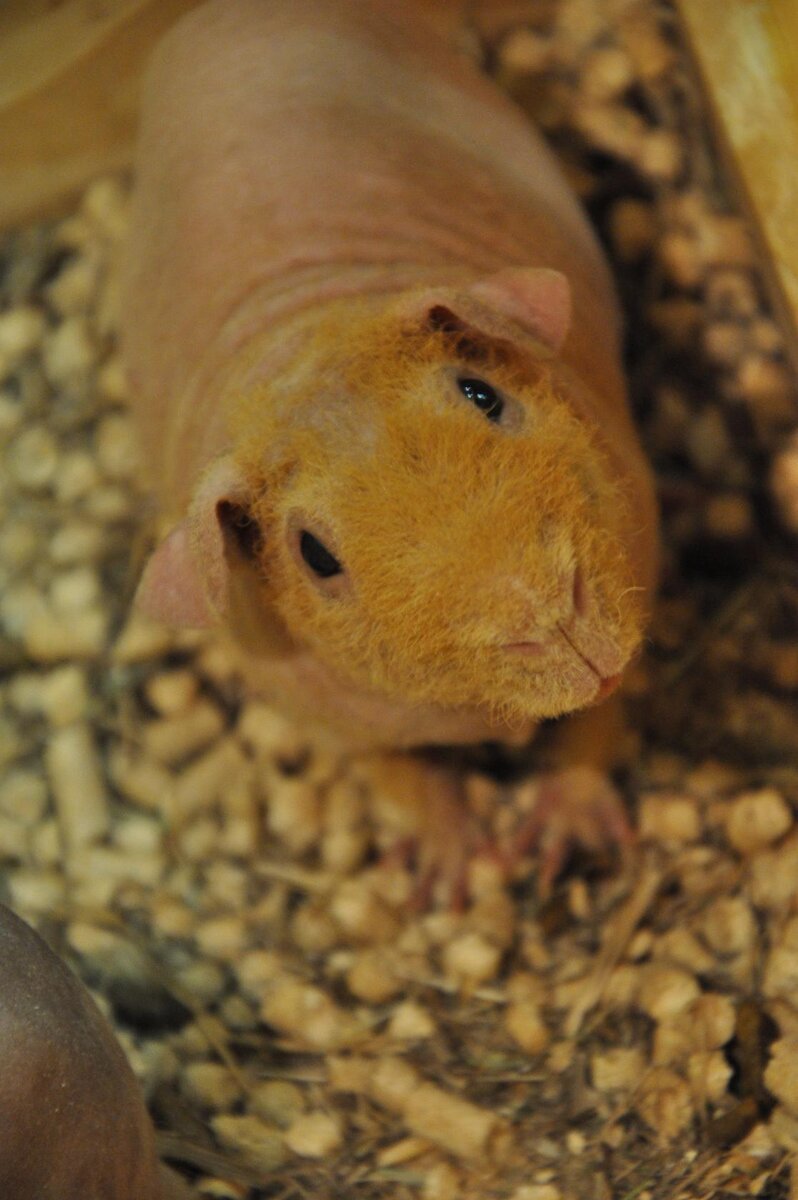 Хозяин глаз. Фото автора.