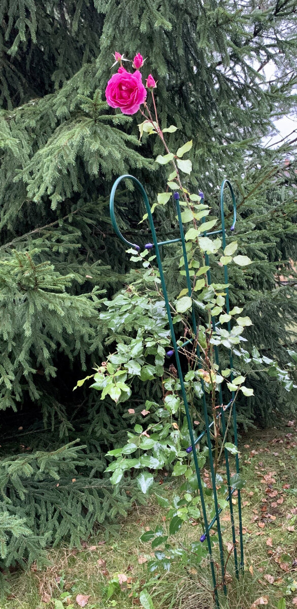 Плетистая, ароматная роза Лагуна, цветёт каскадами и до середины осени выбрасывает новые бутоны. Высота на данным момент 2 м. Конечно на юге России плетистые розы растут фантастически, но учитывая наш климат,  спасибо что ещё хоть так растёт.Личный архив 