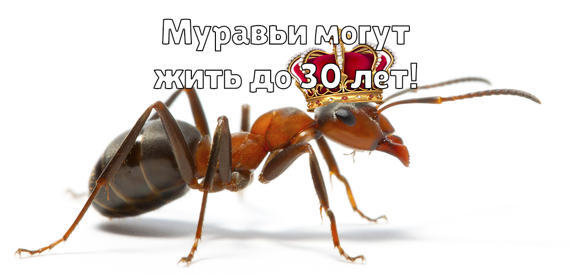 Муравей