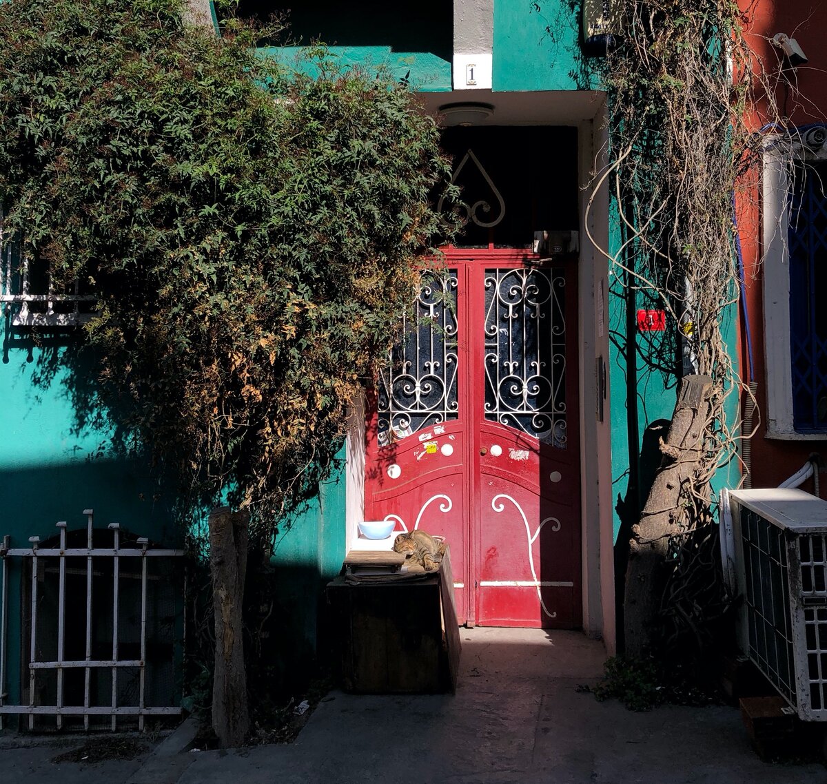 улица и спящий котик