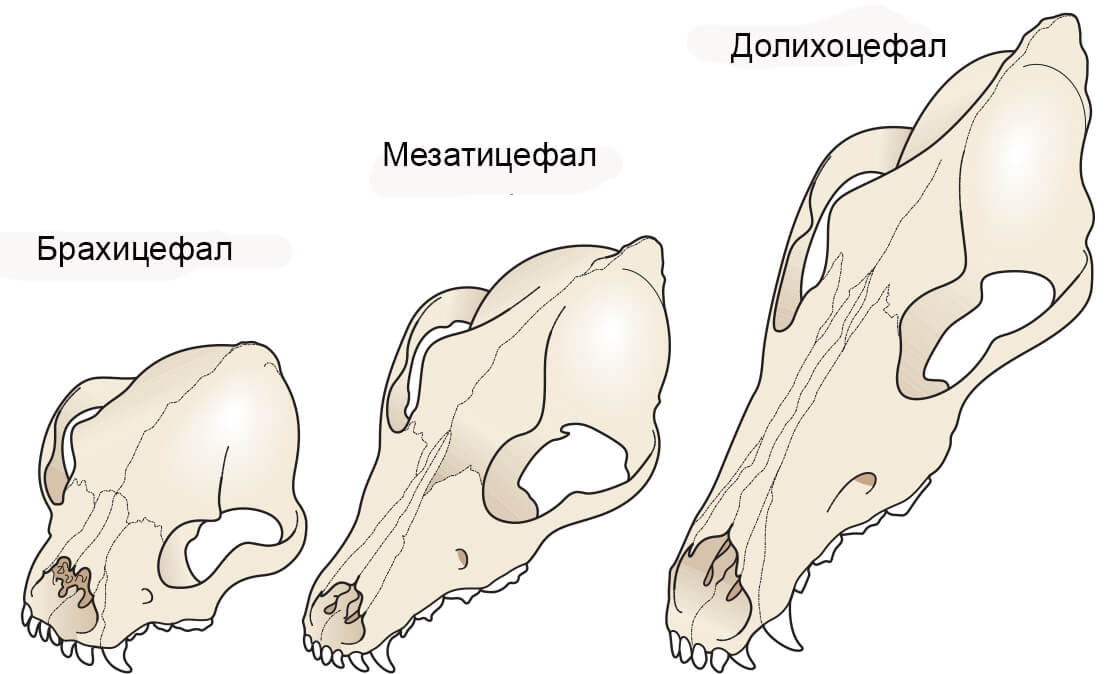 3 основные формы черепа у собак.