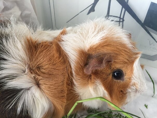 Выведение из строя зубов