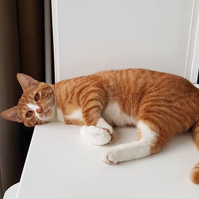 Этого рыжего было слышно во дворе неделю. Каждый раз иду - каждый раз слышу, что мяукает, а найти не могу. Однажды вечером пришли мальчики и с ними оно))) Мы как раз вечером пошли на премьеру "Оно", поэтому котика назвали Пеннивайзом. Он тоже рыжий и страшно милый. Новые хозяева были в восторге.