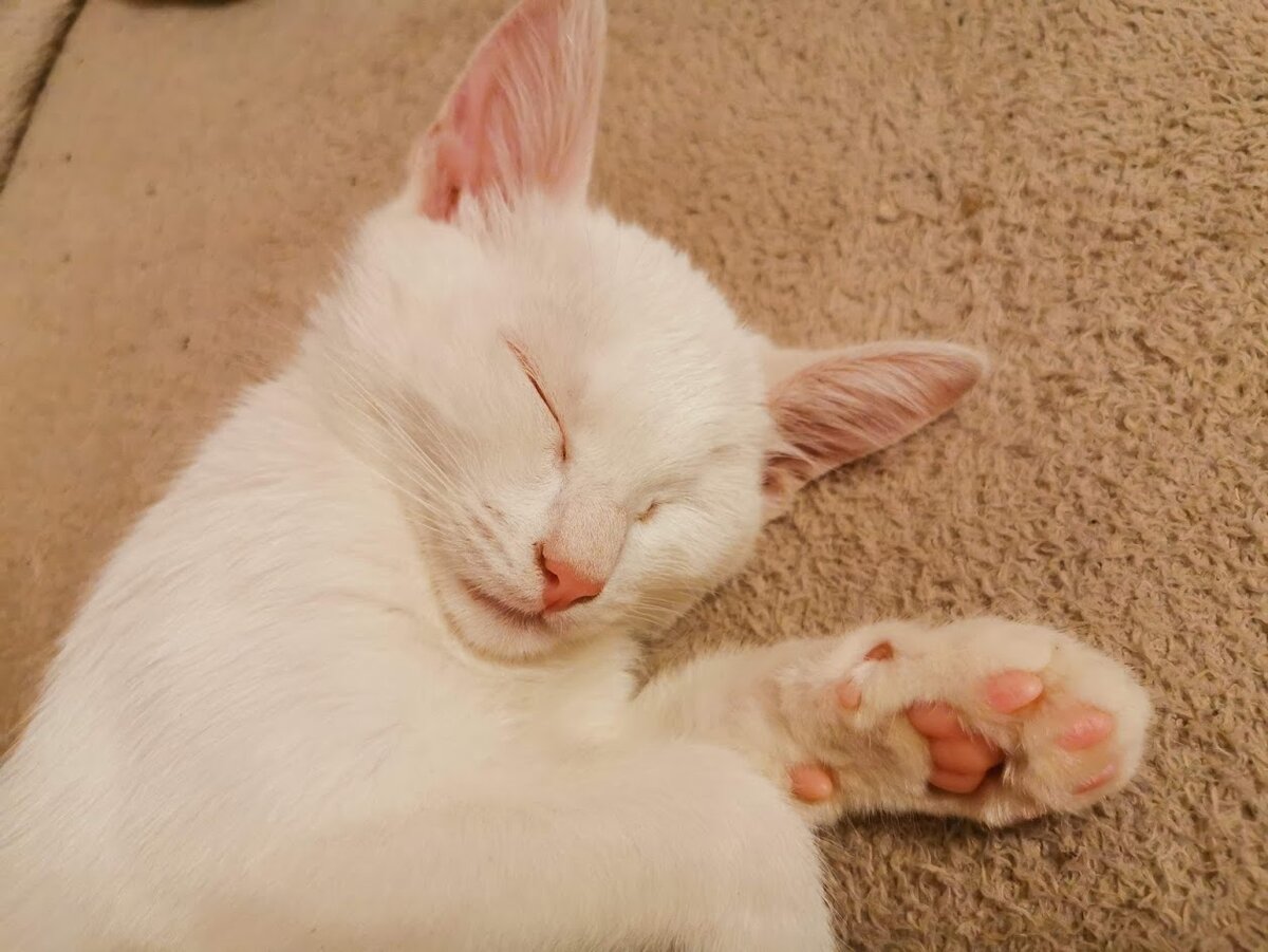 Котёнок Крысь спит лучше всех!