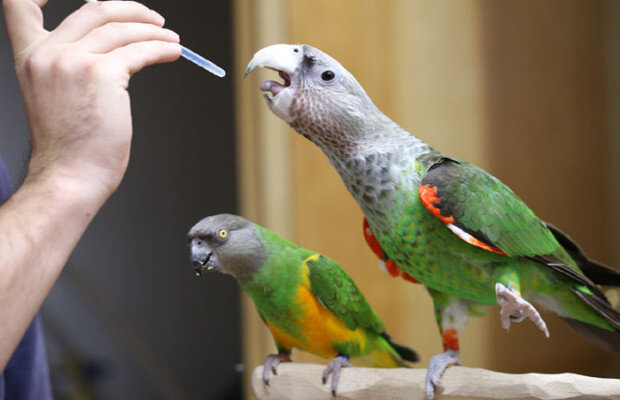 Лечение паразитов у попугаев