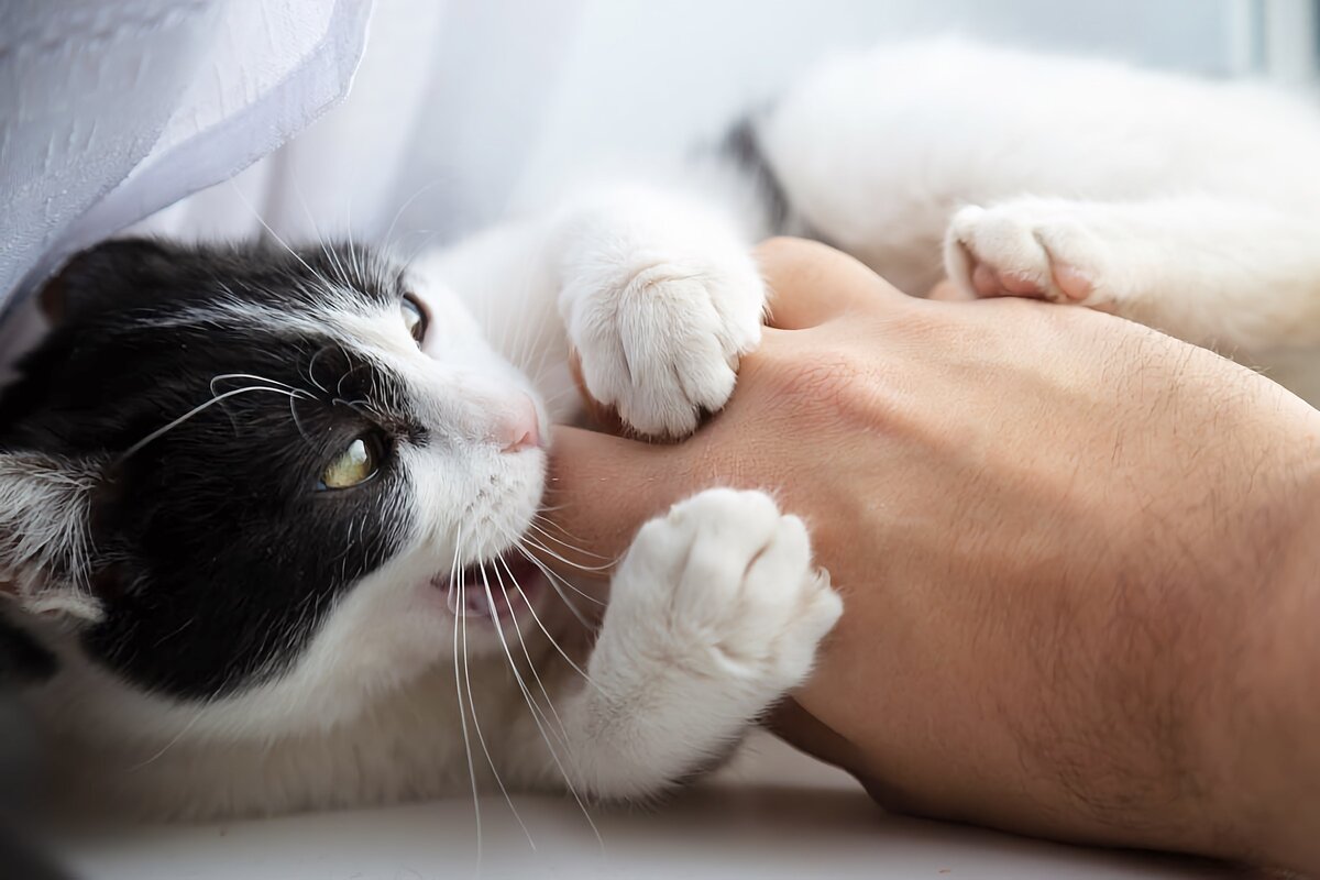 Человеческая кошка. Кошки манипулируют людьми. Кот манипулирует человеком. Кошки манипуляторы. Животные манипулируют.