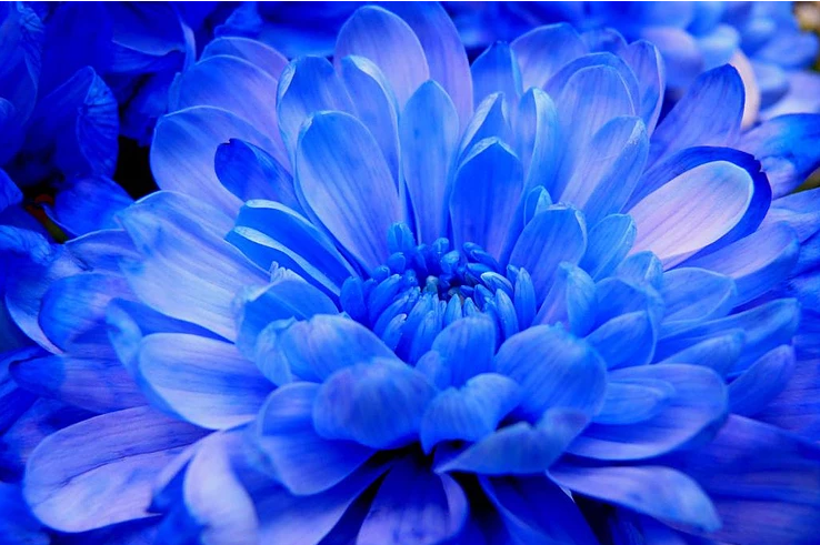 голубая хризантема