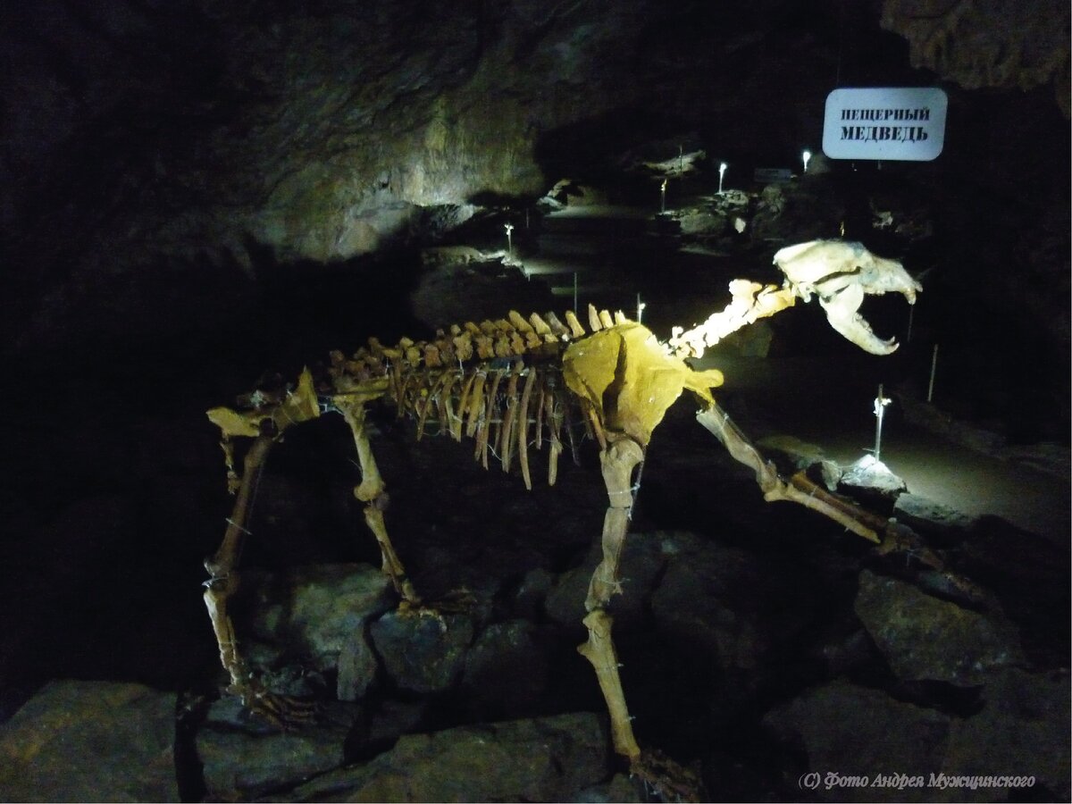 Пещерный медведь в Караульную-2 приехал с Урала.