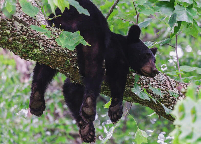 Медведь барибал