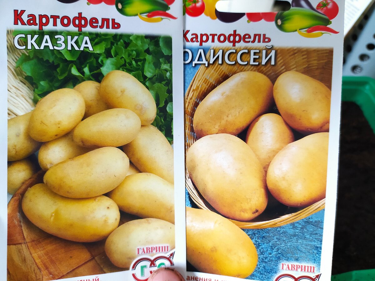 Семена Гавриш